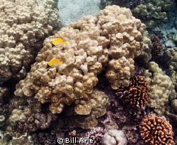 Lauwiliwilinukunukuoioi (long-nosed butterfly) and coral by Bill Arle 
